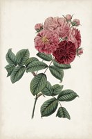 Vintage Rose Clippings III Framed Print