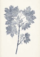 Navy Botanicals I Framed Print