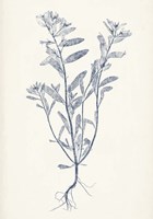 Navy Botanicals II Framed Print