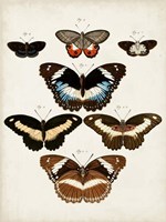 Vintage Butterflies II Framed Print