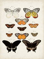 Vintage Butterflies III Framed Print