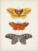 Vintage Butterflies IV Framed Print