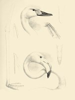 Waterbird Sketchbook II Framed Print