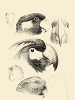 Waterbird Sketchbook III Framed Print