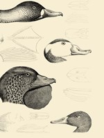 Waterbird Sketchbook IV Framed Print