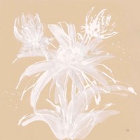Echinacea III Framed Print