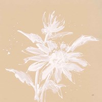 Echinacea II Framed Print