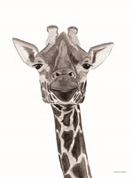 Safari Giraffe Peek-a-boo Framed Print