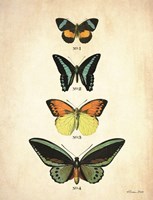 Butterflies 2 Framed Print