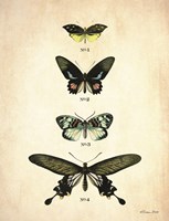 Butterflies 3 Framed Print