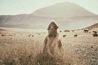 Desert Camel Framed Print