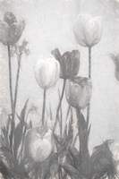 Tulips III Framed Print
