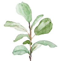 Fiddle Fig Leaf Plant II Framed Print