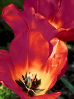 Romantic Tulips I Framed Print