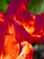Romantic Tulips II Framed Print