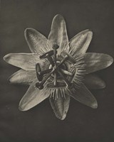 Blossfeldt Flower I Framed Print