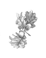 Oak Leaf Pencil Sketch II Framed Print