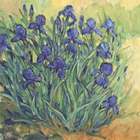 Irises in Bloom II Framed Print