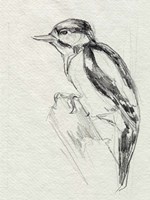 Woodpecker Sketch I Framed Print