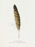 Found Feather III Framed Print