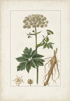 Antique Turpin Botanical I Framed Print