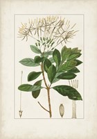 Antique Turpin Botanical II Framed Print