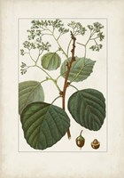 Antique Turpin Botanical IV Framed Print