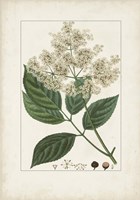 Antique Turpin Botanical V Framed Print