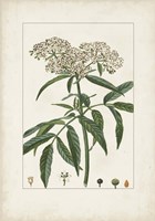 Antique Turpin Botanical VII Framed Print