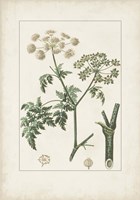 Antique Turpin Botanical IX Framed Print