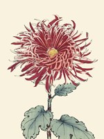 Chrysanthemum Woodblock I Framed Print
