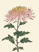 Chrysanthemum Woodblock II Framed Print
