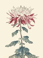 Chrysanthemum Woodblock III Framed Print