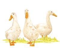 Quack Squad II Framed Print