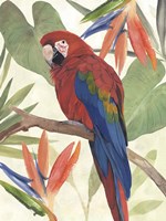 Tropical Parrot Composition II Framed Print