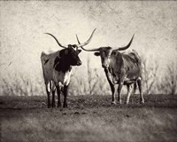 Texas Longhorns Framed Print