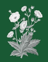 Green Botanical VI Framed Print