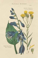 Botanical Print I Framed Print