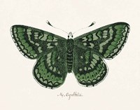 Antique Butterfly I Framed Print