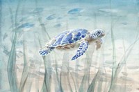 Undersea Turtle Framed Print