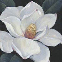 Blooming Magnolia II Framed Print
