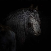 Equine Portrait X Framed Print