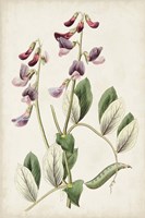 Antique Botanical Collection I Framed Print