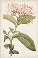 Antique Botanical Collection VI Framed Print