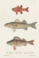 Species of Antique Fish II Framed Print