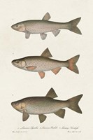 Species of Antique Fish IV Framed Print