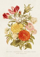 Antique Floral Bouquet I Framed Print