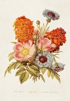 Antique Floral Bouquet II Framed Print