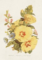 Antique Floral Bouquet VI Framed Print