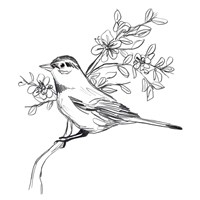 Simple Songbird Sketches III Framed Print
